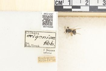 Media type: image;   Entomology 770266 Aspect: Labels